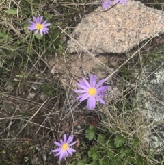 Calotis scabiosifolia var. integrifolia (Rough Burr-daisy) at Mount Clear, ACT - 24 Nov 2022 by Tapirlord