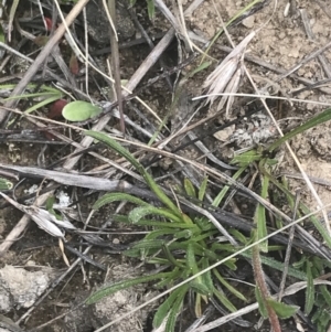 Calotis scabiosifolia var. integrifolia at Mount Clear, ACT - 24 Nov 2022