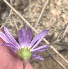 Calotis scabiosifolia var. integrifolia at Mount Clear, ACT - 24 Nov 2022 02:55 PM