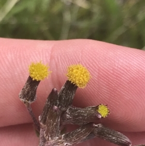 Senecio interpositus at Mount Clear, ACT - 24 Nov 2022