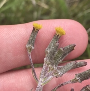 Senecio interpositus at Mount Clear, ACT - 24 Nov 2022