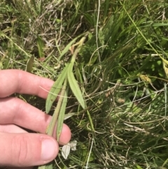 Senecio interpositus at Mount Clear, ACT - 24 Nov 2022