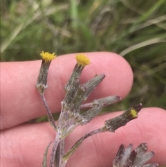 Senecio interpositus at Mount Clear, ACT - 24 Nov 2022