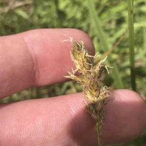 Carex chlorantha at Mount Clear, ACT - 24 Nov 2022 02:23 PM