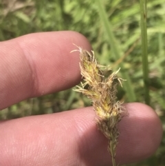 Carex chlorantha at Mount Clear, ACT - 24 Nov 2022 02:23 PM