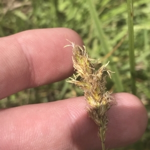 Carex chlorantha at Mount Clear, ACT - 24 Nov 2022