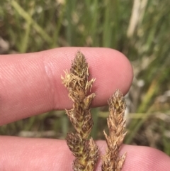 Carex chlorantha at Mount Clear, ACT - 24 Nov 2022 02:23 PM