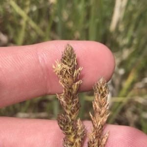 Carex chlorantha at Mount Clear, ACT - 24 Nov 2022 02:23 PM
