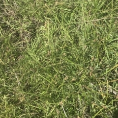 Carex chlorantha at Mount Clear, ACT - 24 Nov 2022 02:23 PM