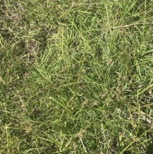 Carex chlorantha at Mount Clear, ACT - 24 Nov 2022 02:23 PM