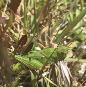 Perala viridis at Mount Clear, ACT - 24 Nov 2022 02:09 PM