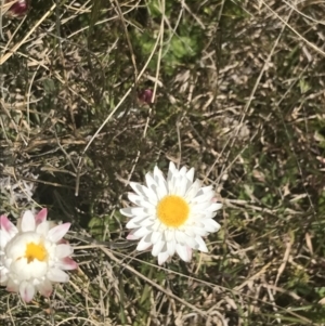 Leucochrysum albicans subsp. tricolor at Mount Clear, ACT - 24 Nov 2022