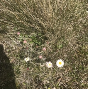 Leucochrysum albicans subsp. tricolor at Mount Clear, ACT - 24 Nov 2022