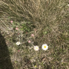 Leucochrysum albicans subsp. tricolor at Mount Clear, ACT - 24 Nov 2022