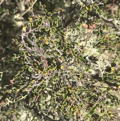 Bossiaea foliosa (Leafy Bossiaea) at Mount Clear, ACT - 24 Nov 2022 by Tapirlord