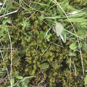 Dillwynia prostrata at Mount Clear, ACT - 24 Nov 2022