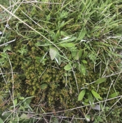 Dillwynia prostrata at Mount Clear, ACT - 24 Nov 2022