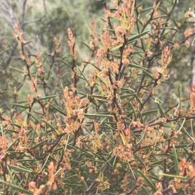 Acacia siculiformis (Dagger Wattle) at Mount Clear, ACT - 24 Nov 2022 by Tapirlord