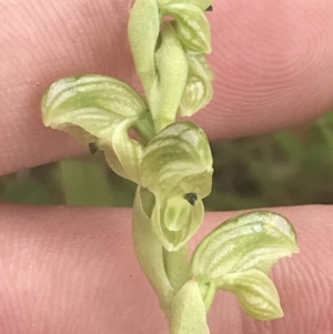 Hymenochilus crassicaulis at Mount Clear, ACT - suppressed