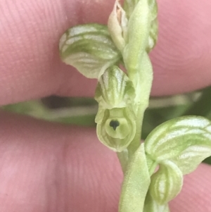 Hymenochilus crassicaulis at Mount Clear, ACT - suppressed