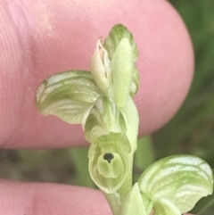 Hymenochilus crassicaulis at Mount Clear, ACT - suppressed