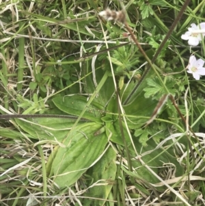 Plantago euryphylla at Mount Clear, ACT - 24 Nov 2022