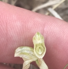 Hymenochilus crassicaulis at Mount Clear, ACT - suppressed