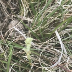 Hymenochilus crassicaulis at Mount Clear, ACT - suppressed