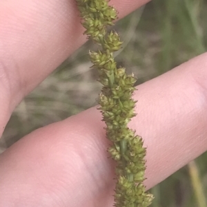 Carex incomitata at Mount Clear, ACT - 24 Nov 2022 01:17 PM