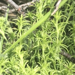 Scleranthus diander at Mount Clear, ACT - 24 Nov 2022 12:35 PM