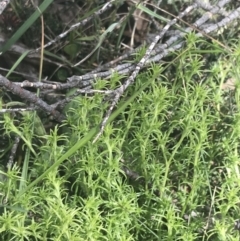 Scleranthus diander at Mount Clear, ACT - 24 Nov 2022