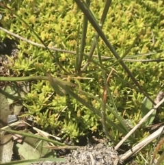 Scleranthus diander at Mount Clear, ACT - 24 Nov 2022