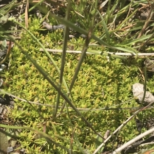 Scleranthus diander at Mount Clear, ACT - 24 Nov 2022 12:35 PM