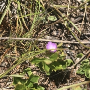 Veronica calycina at Mount Clear, ACT - 24 Nov 2022 12:34 PM