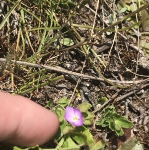 Veronica calycina at Mount Clear, ACT - 24 Nov 2022 12:34 PM