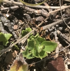 Veronica calycina at Mount Clear, ACT - 24 Nov 2022