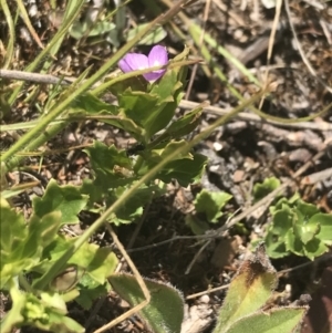 Veronica calycina at Mount Clear, ACT - 24 Nov 2022