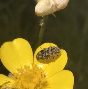 Ethonion sp. (genus) at Mount Clear, ACT - 24 Nov 2022