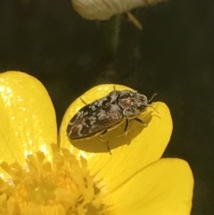 Ethonion sp. (genus) at Mount Clear, ACT - 24 Nov 2022