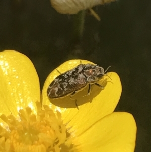 Ethonion sp. (genus) at Mount Clear, ACT - 24 Nov 2022