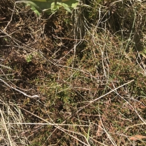 Dillwynia prostrata at Mount Clear, ACT - 24 Nov 2022 12:25 PM