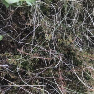 Dillwynia prostrata at Mount Clear, ACT - 24 Nov 2022 12:25 PM