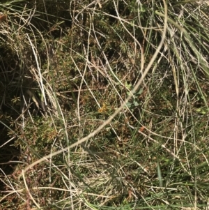 Dillwynia prostrata at Mount Clear, ACT - 24 Nov 2022 12:25 PM