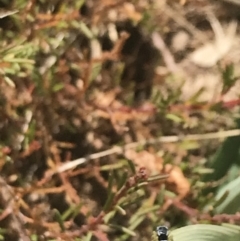 Maratus hesperus at Mount Clear, ACT - 24 Nov 2022