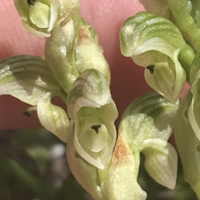 Hymenochilus crassicaulis (Alpine swan greenhood) at Mount Clear, ACT - 24 Nov 2022 by Tapirlord