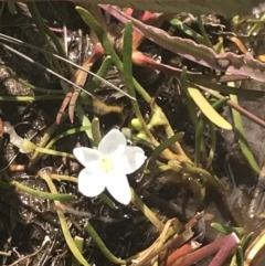 Montia australasica at Mount Clear, ACT - 24 Nov 2022