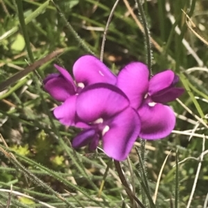 Swainsona behriana at Mount Clear, ACT - 24 Nov 2022 11:23 AM