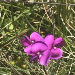 Swainsona behriana at Mount Clear, ACT - 24 Nov 2022 11:23 AM