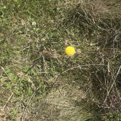 Craspedia variabilis (Common Billy Buttons) at Mount Clear, ACT - 24 Nov 2022 by Tapirlord