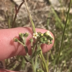 Hackelia suaveolens (Sweet Hounds Tongue) at Rendezvous Creek, ACT - 23 Nov 2022 by Tapirlord